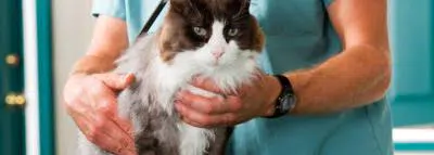 Prix stérilisation chat femelle : guide 2025 stérilisation chat assurance