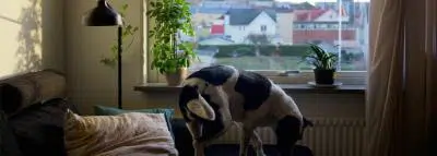 appartement-chien-habitation appartement-chien-habitation