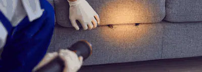 Assurance habitation nuisibles Cafards dans le canapé