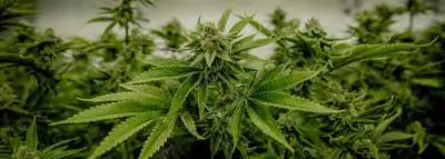 cannabis-plant-fleur cannabis-plant-fleur