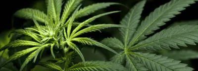 Cannabis thérapeutique Cannabis thérapeutique