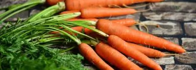 Carotte : vertus et bienfaits pour la santé carottes