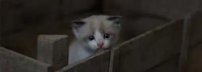 chat-abandonne chat-abandonne