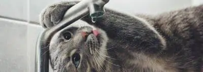 chat-eau-robinet