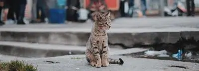 chat-errant chat-errant