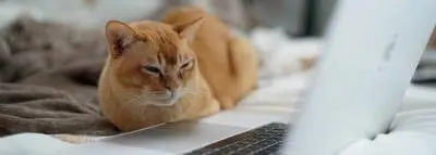 chat-ordinateur-teletravail chat-ordinateur-teletravail