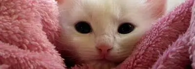 chat-petit chat-petit