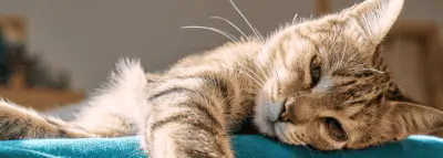 L'assurance chat sans limite d'âge chat tranquille repos