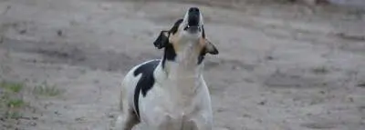 Collier anti aboiement pour chiens bruyants chien aboiement