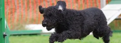 chien-agility chien-agility