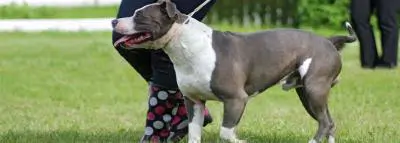 Assurance chien dangereux : ce qu'il faut savoir chien-american-staffordshire-terrier