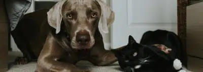 chien-chat-amis chien-chat-amis