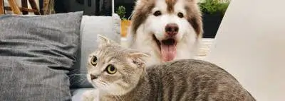 Soins animaux : astuces pour leur bien-être chien chat