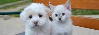 Connaissez-vous toutes les races de chiens et de chats ? 