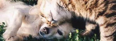 chien-chat-calin chien-chat-calin