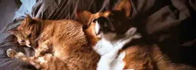 chien chat chien chat