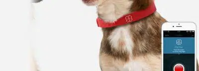chien-collier-connecte-kyon