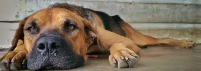 chien-triste chien-triste