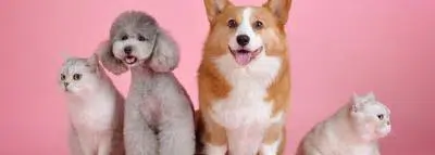 Quelle est la meilleure assurance animaux ? chiens chats