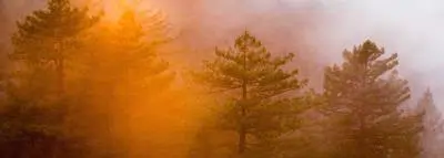 Débroussaillage : prévention des incendies feu incendies pins