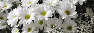 Résiliation assurance auto après décès fleurs décès