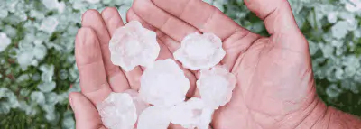 334 millions d'euros de sinistres après la grêle en Île-de-France  Grêlons dans les mains