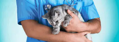 Chat et vétérinaire