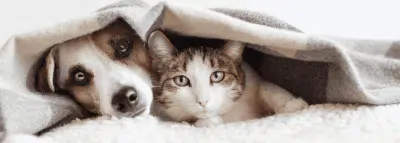 Chien et chat ensemble