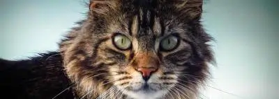 Un Main coon vient de souffler ses 30 bougies au Royaume-Uni