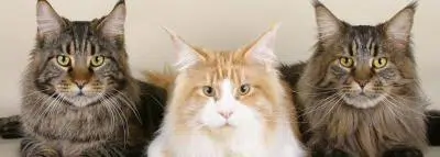 Blessure chat : soigner et prévenir trois chats les uns à coté des autres