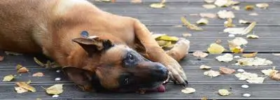 Écraser un chat : quelle sanction ? chien allongé