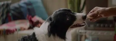 os-chien-burger-king os-chien-burger-king