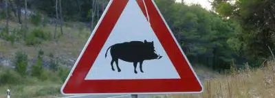 Accident avec animal sauvage : que faire ? panneau signalisation animal sauvage