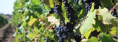 Le vin est-il dangereux pour notre santé ? 