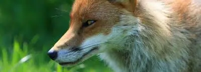 renard renard