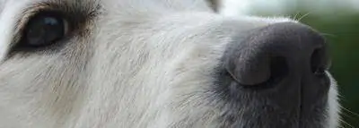 truffe chien labrador