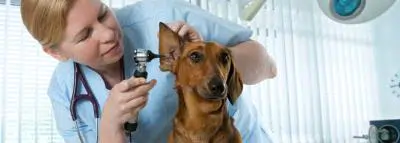 veterinaire-chien veterinaire-chien